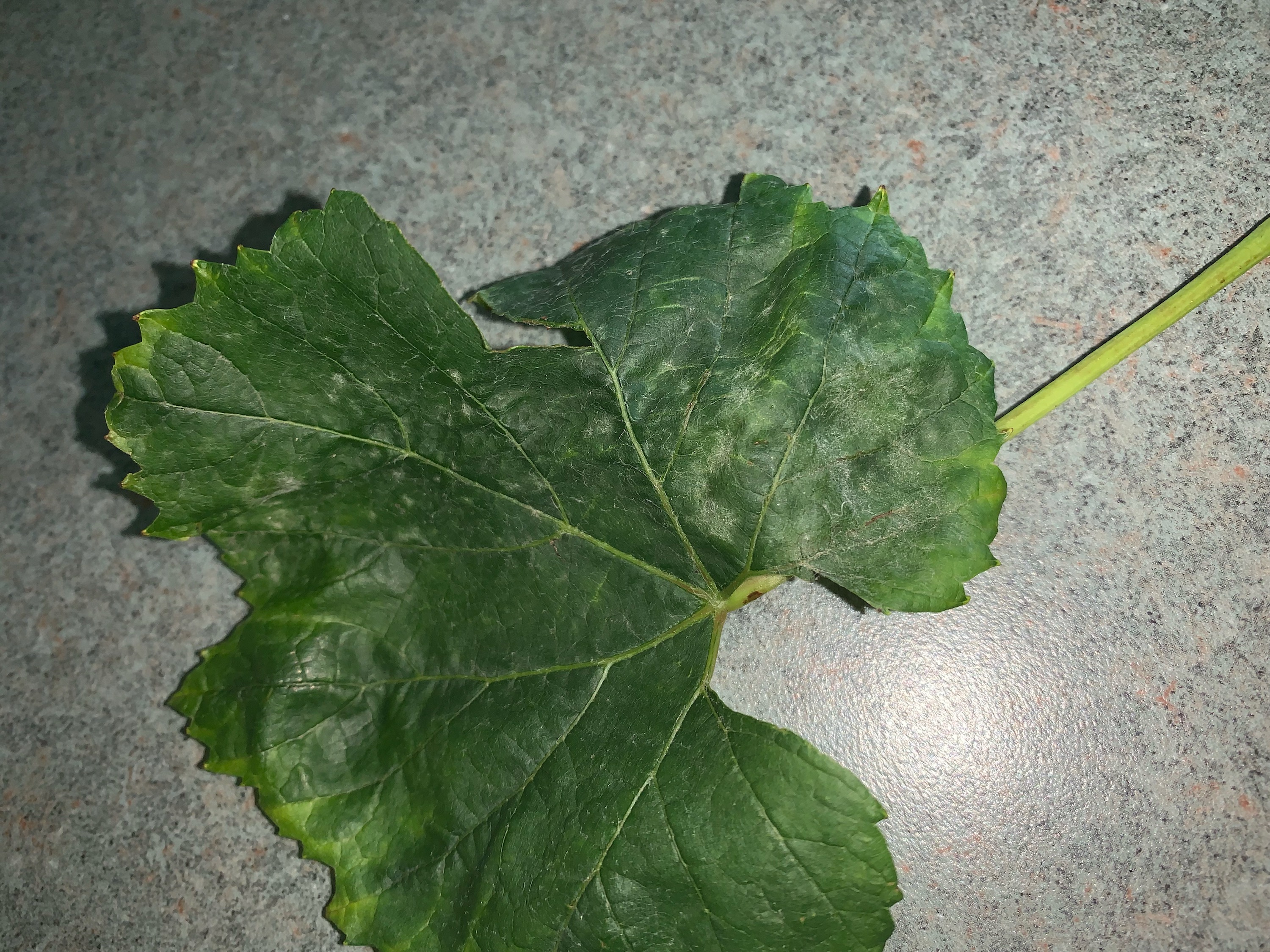 powdery mildew